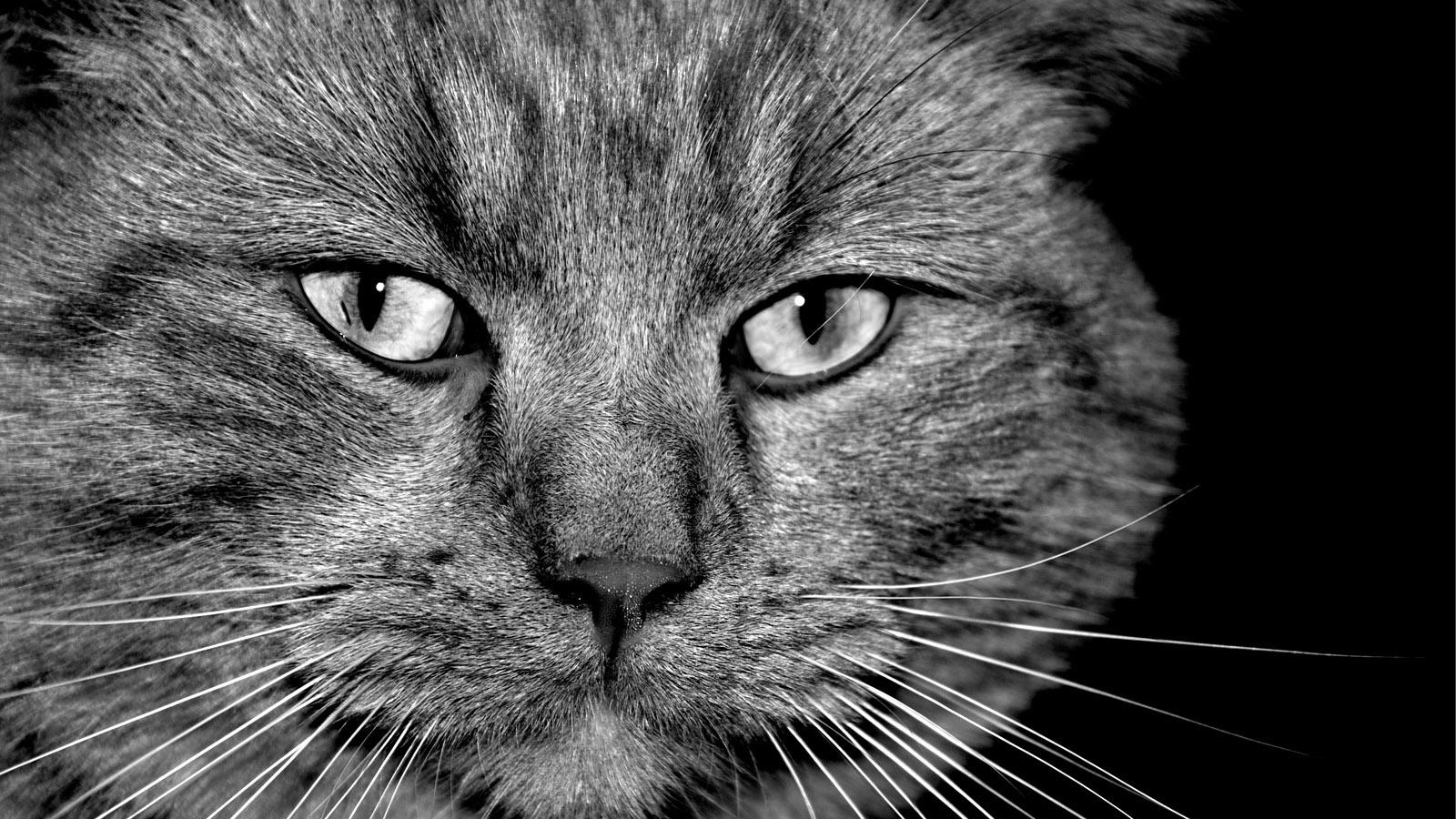 Таинственый кот