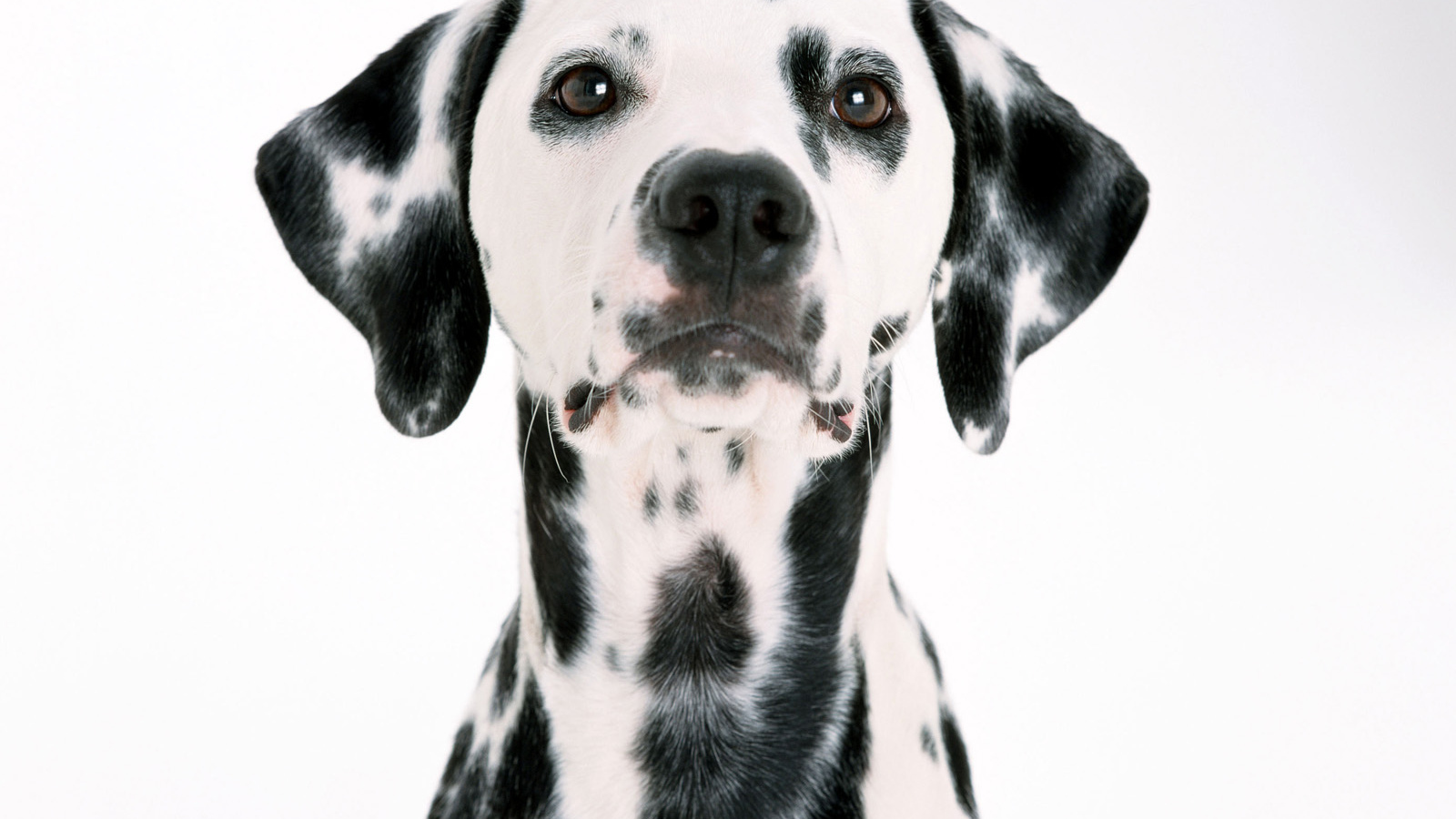 Мордочка далматинца