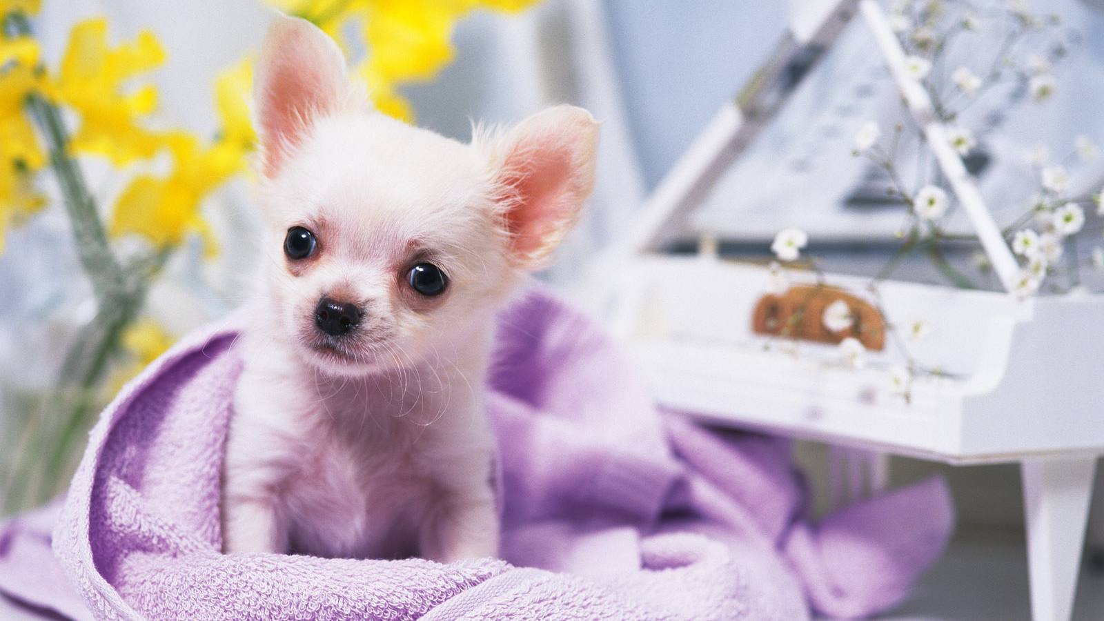 Собачка ростом с игрушку