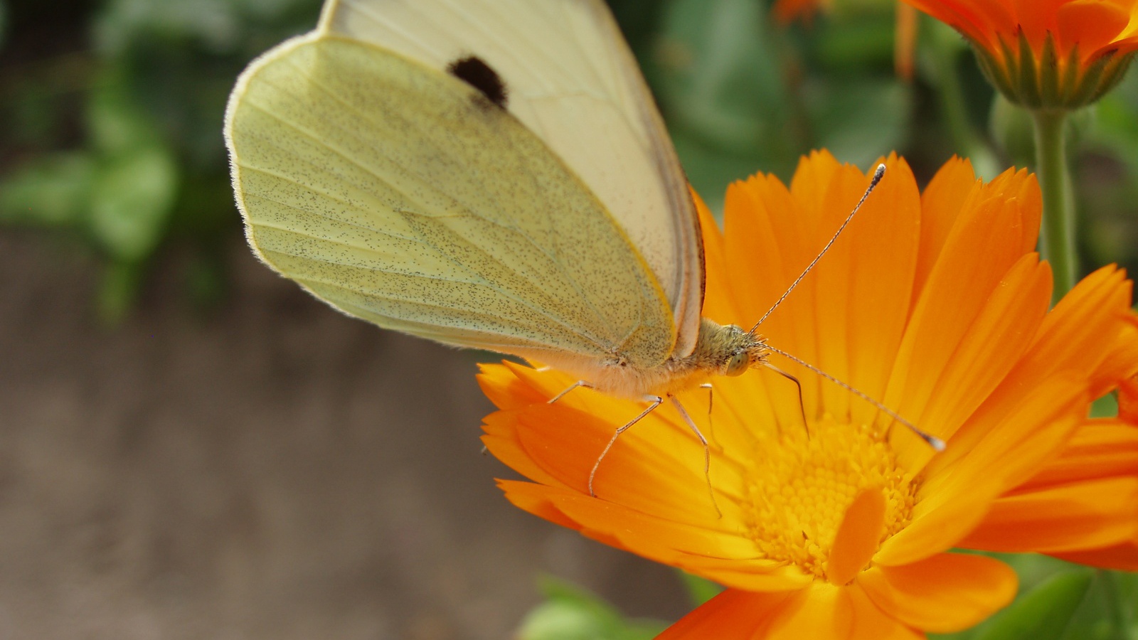 Мир бабочки