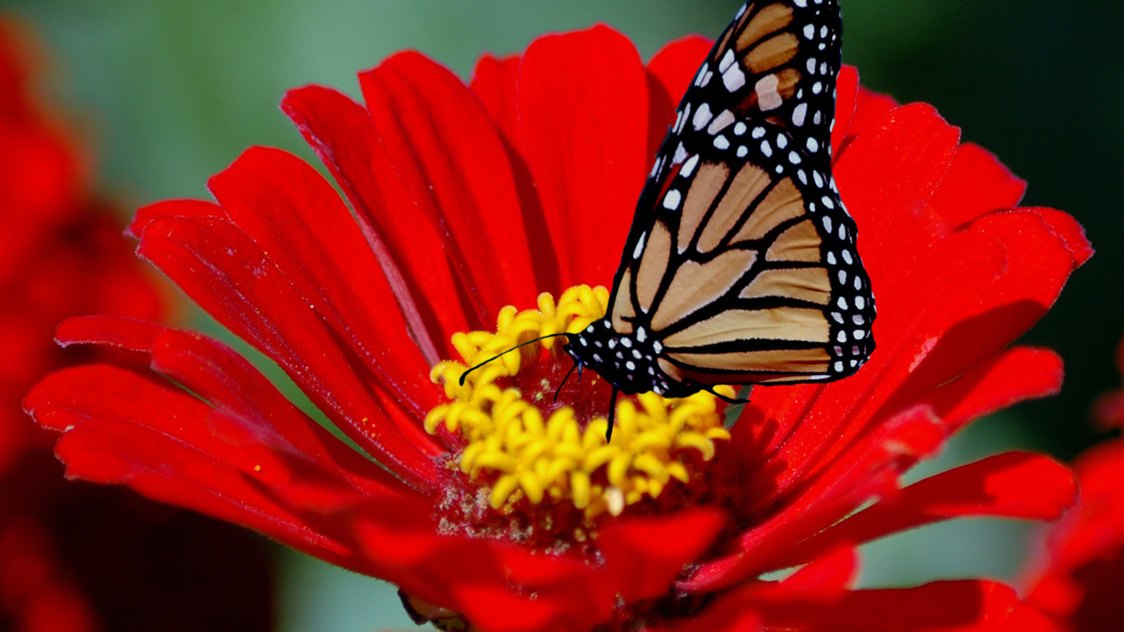 Бабочка на красном цветке