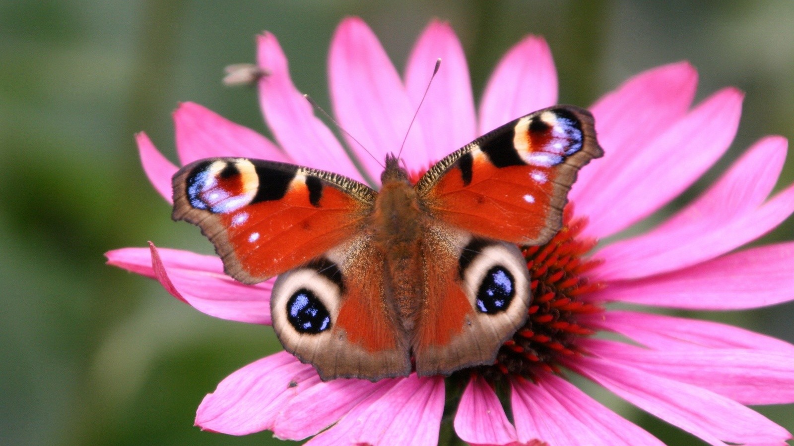 Бабочка Peacock