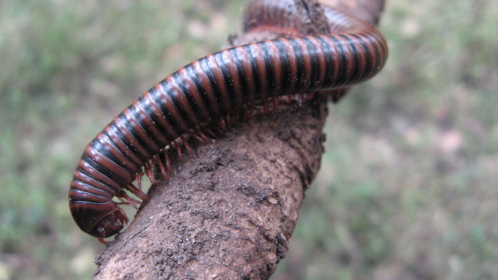 Неприятное насекомое