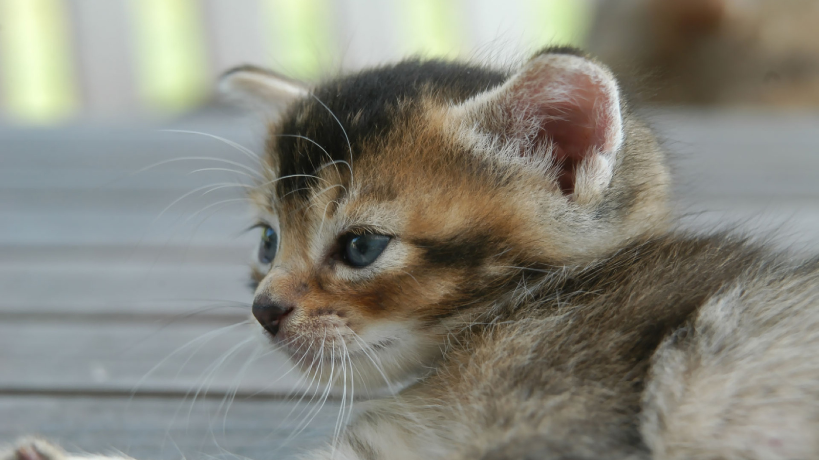 Котенок с голубыми глазками