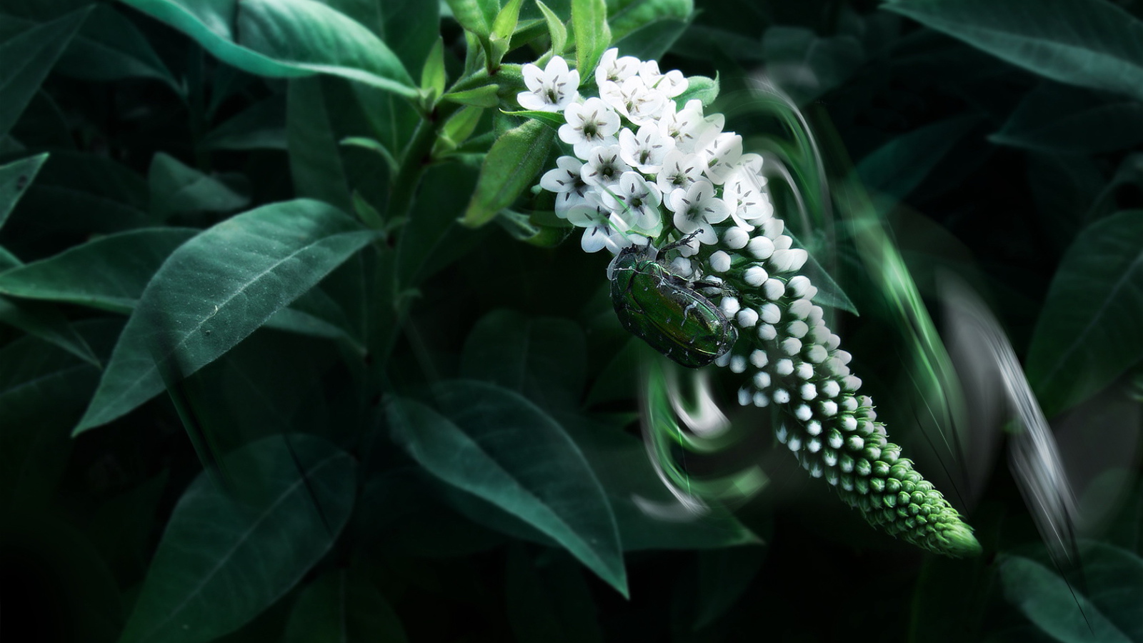 Жук на цветке