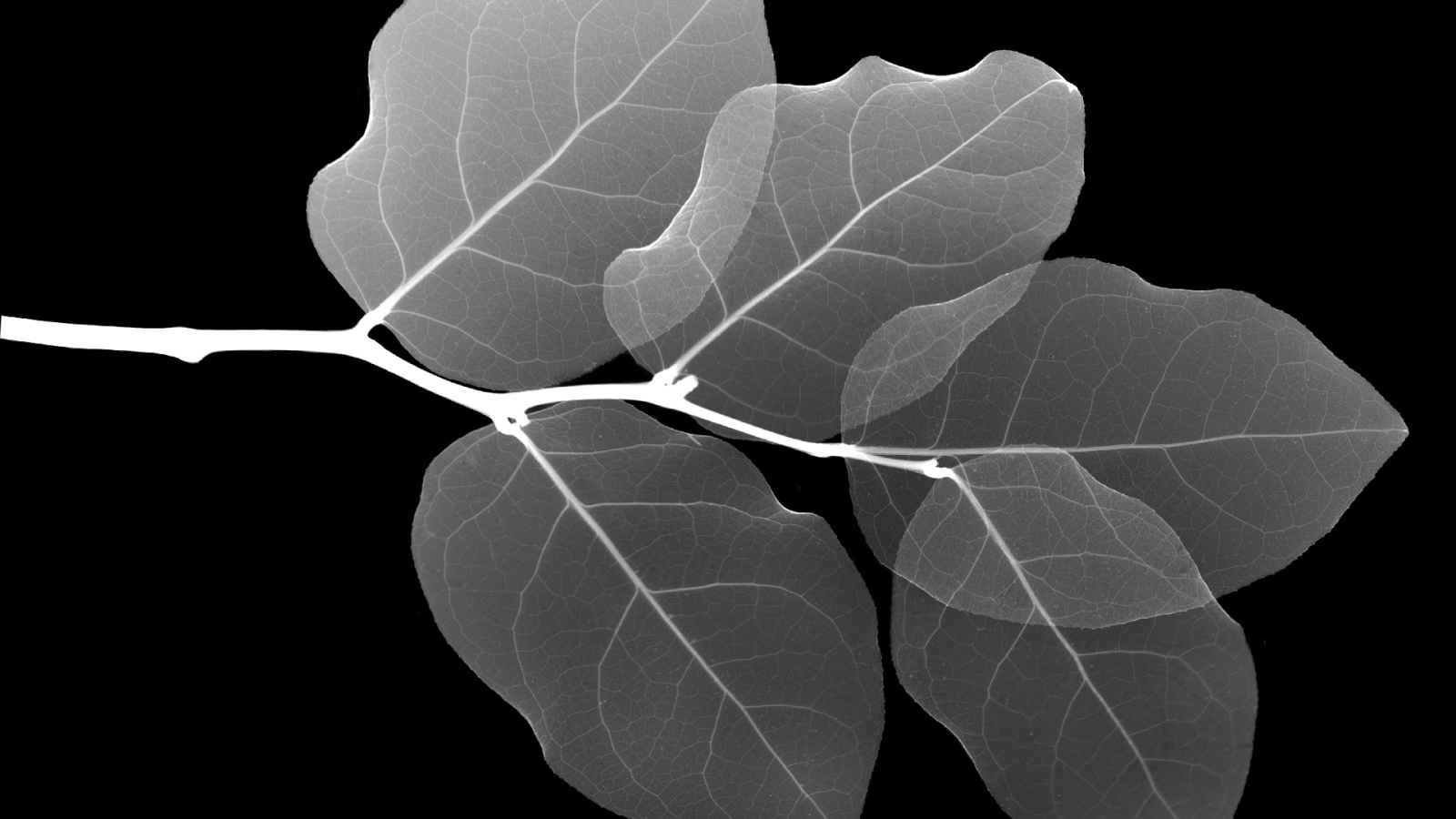 Рентген Листа