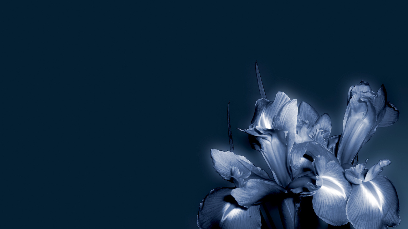 Синие цветок