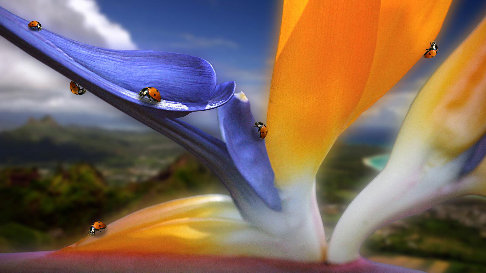 Жучки на цветах