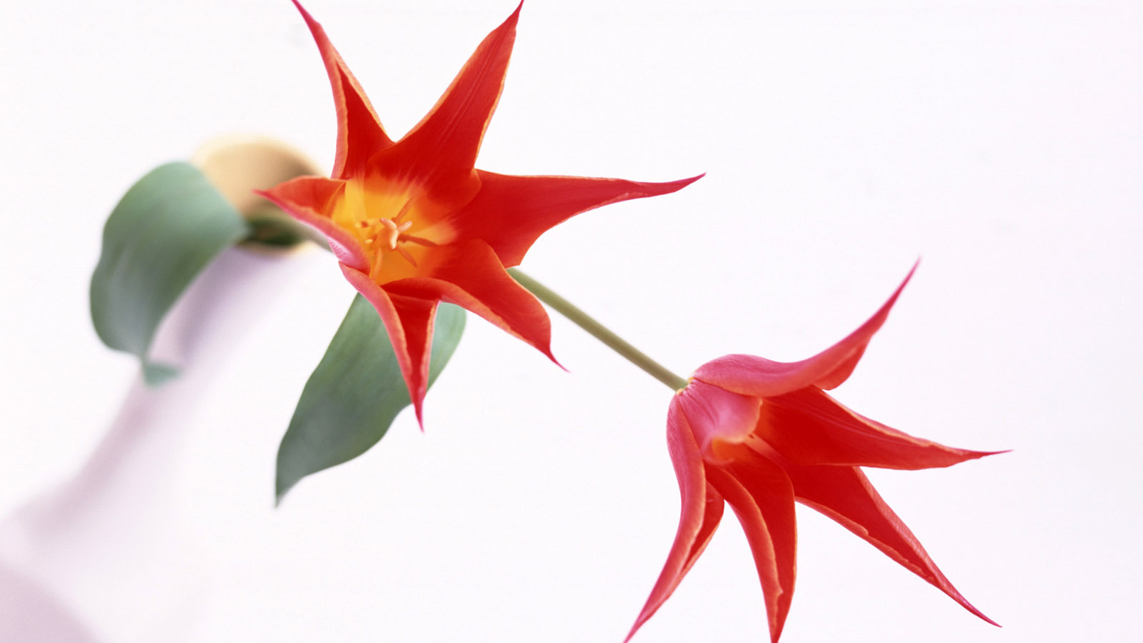 Когти, Цветы