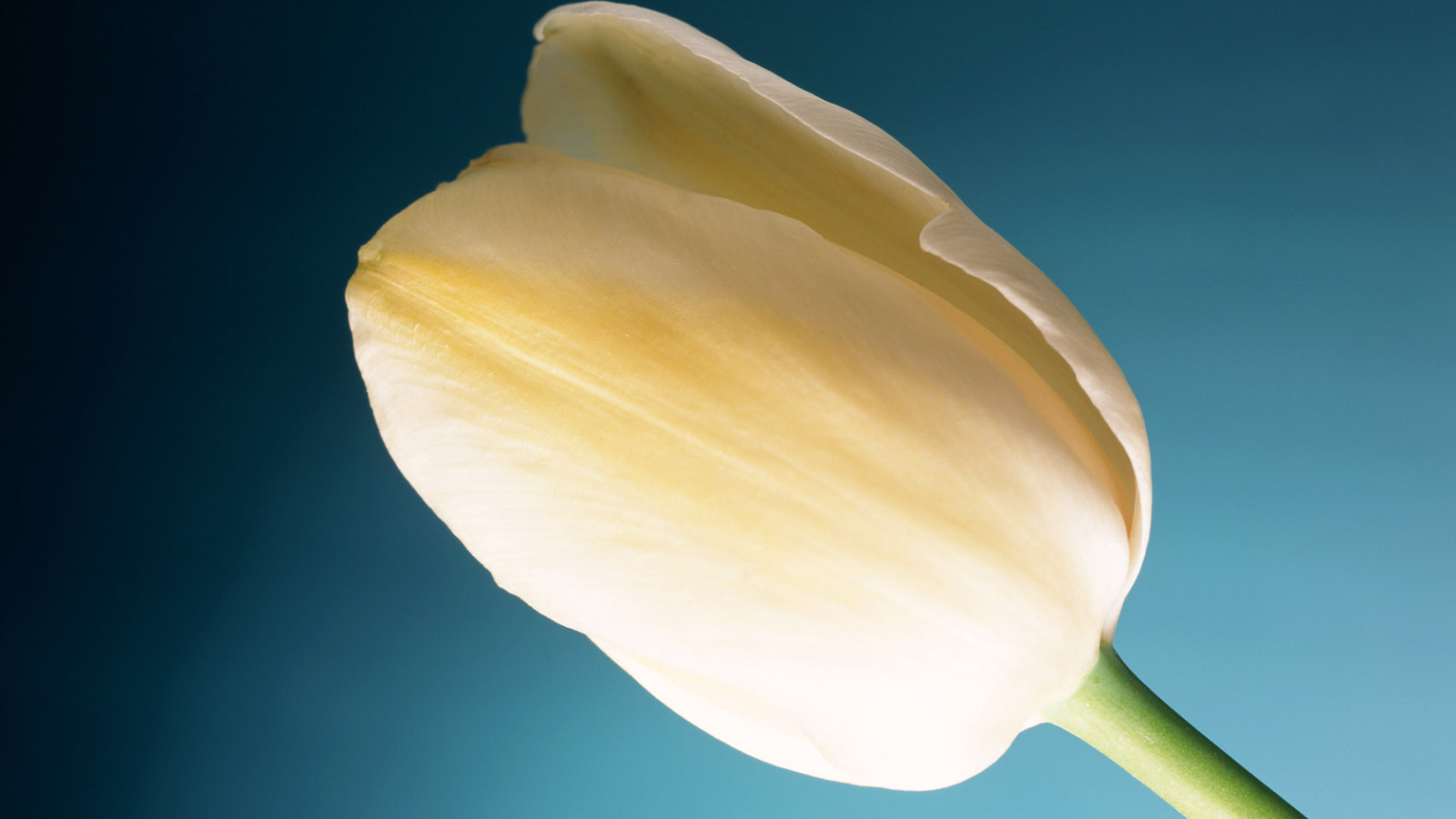 Тюльпан Сливок, Цветы