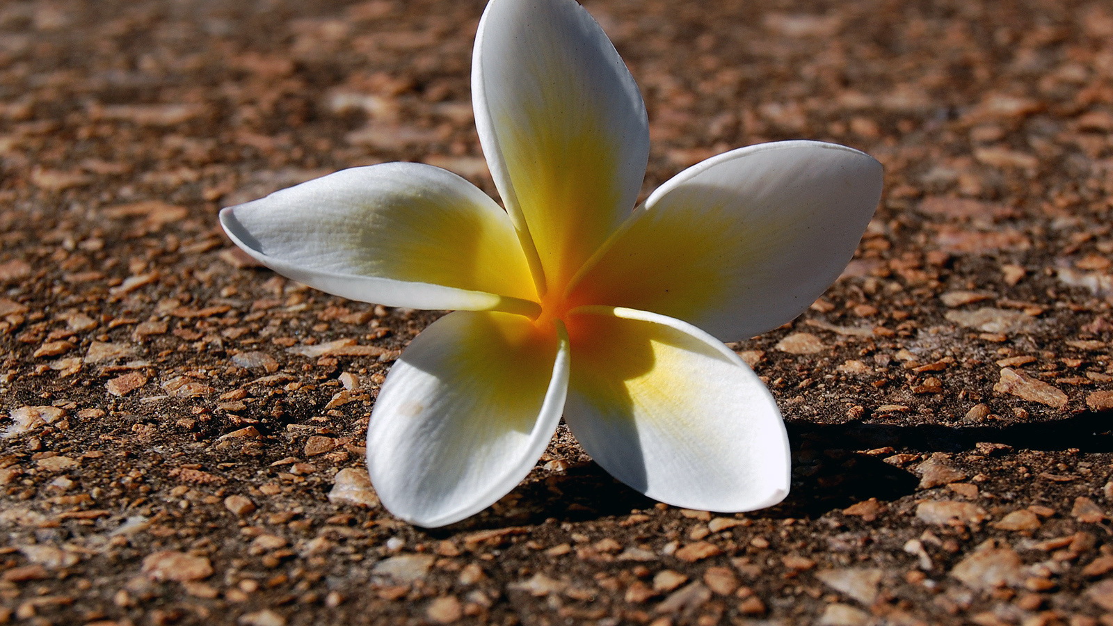 Ложащийся цветок, Цветы