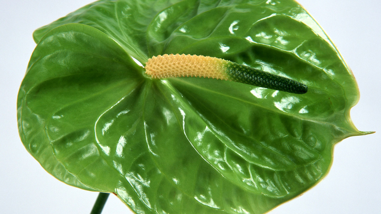 Зеленый Anturium, Цветы