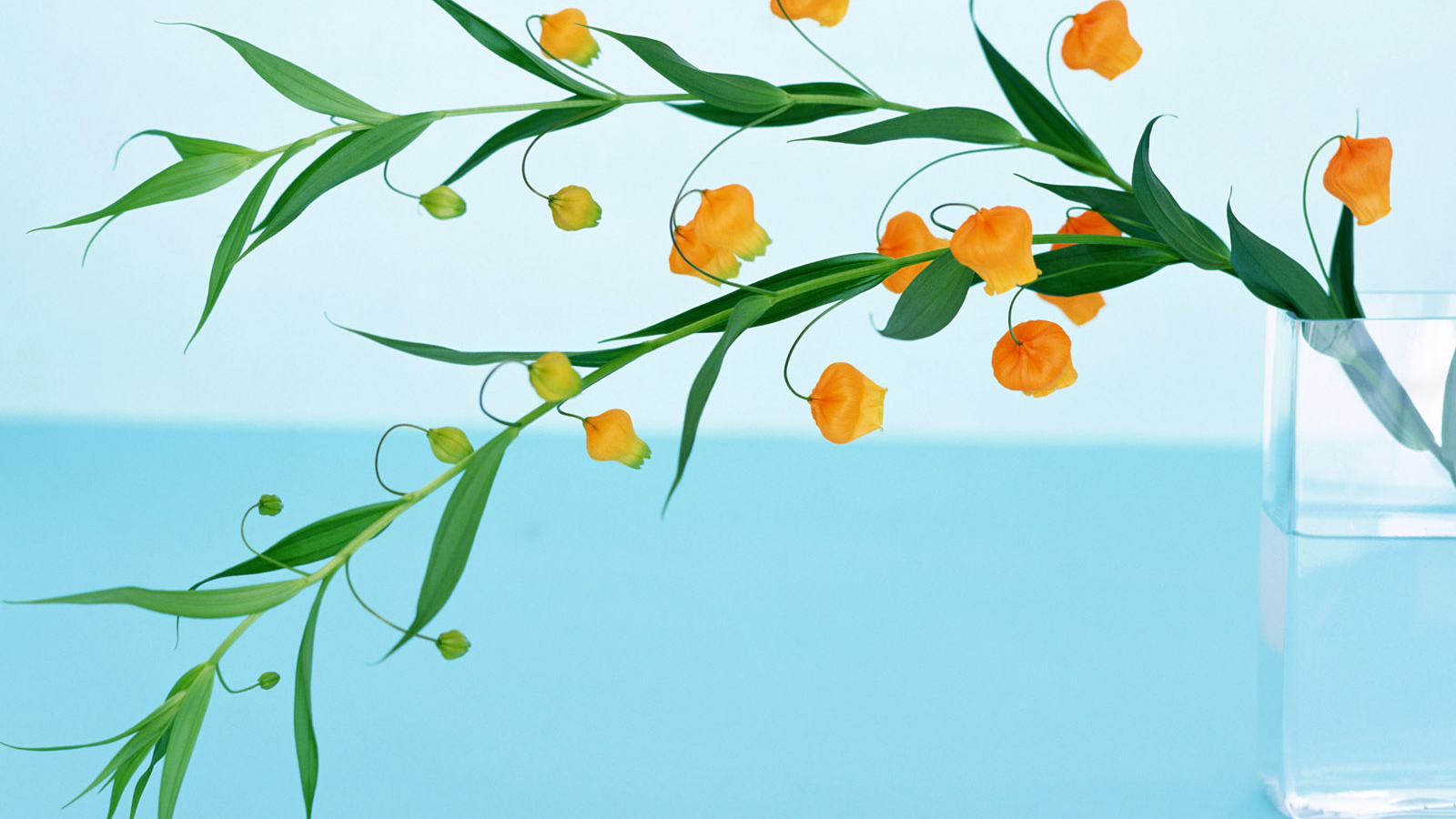 Домашние цветы