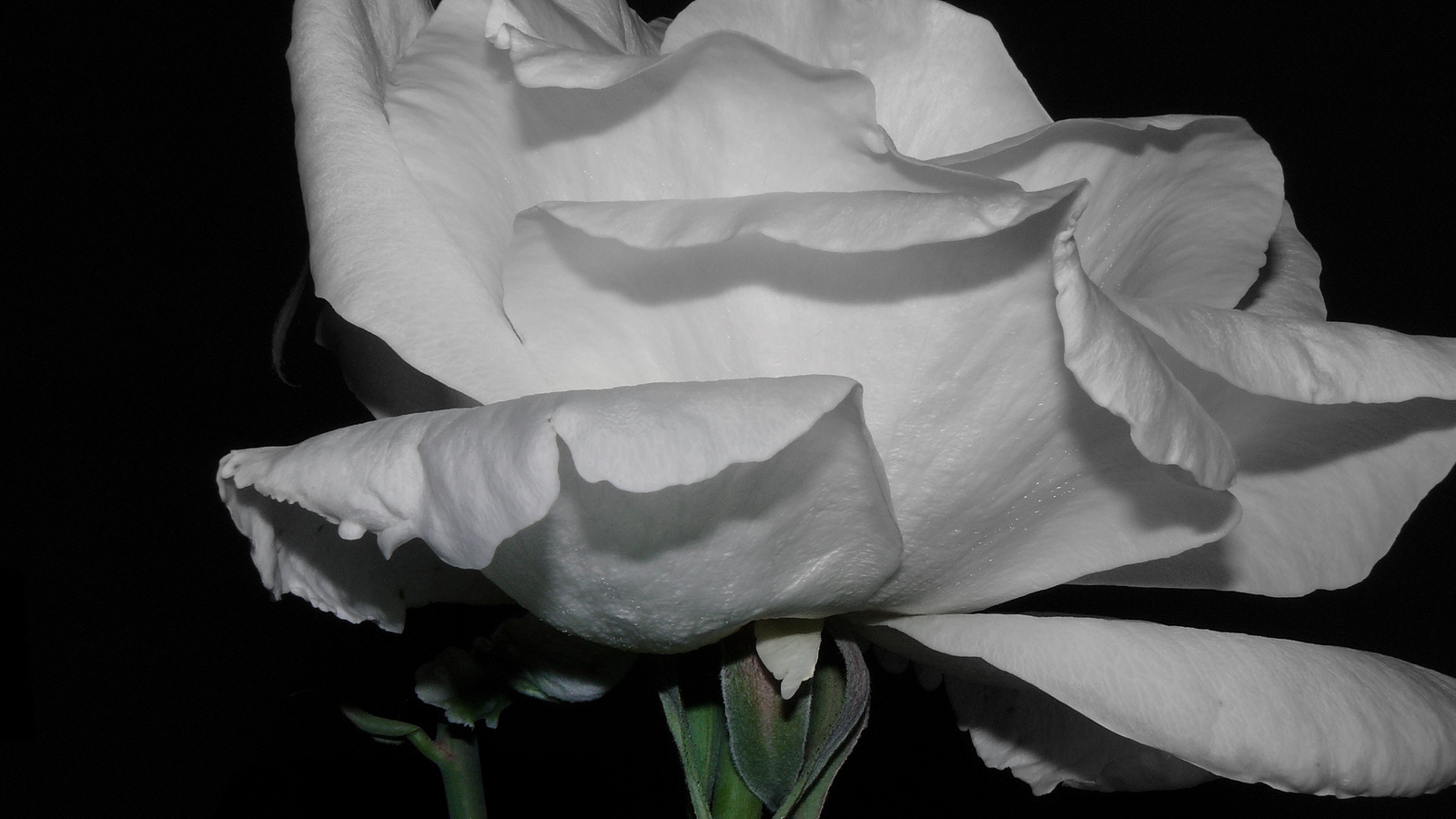 Холодная роза