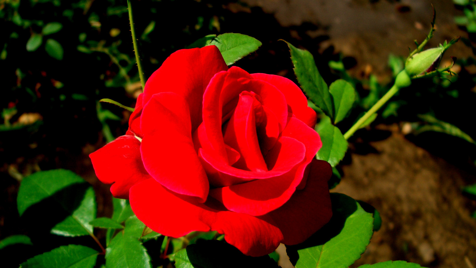 Роза - цветы