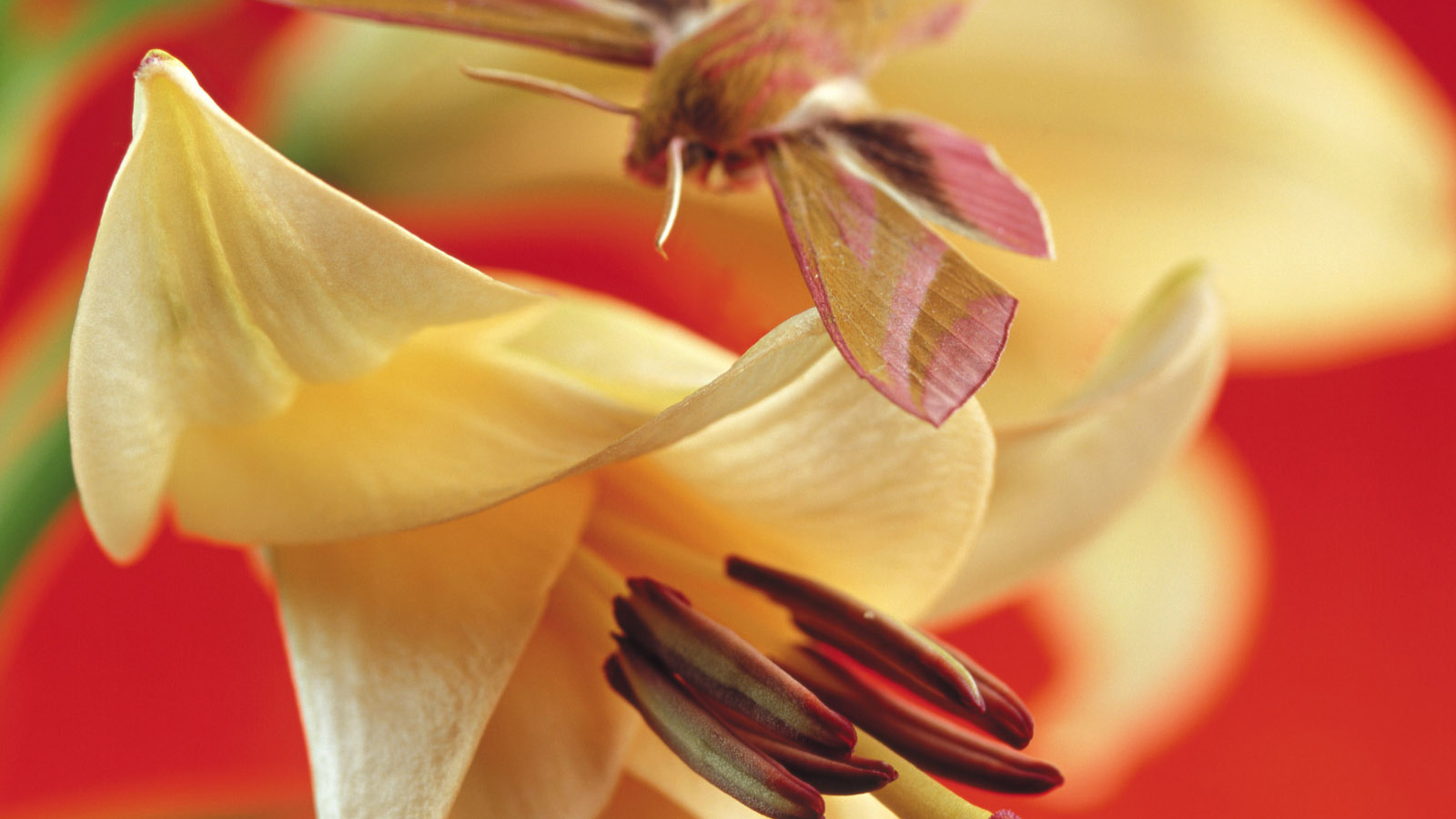 Лилия, Цветы