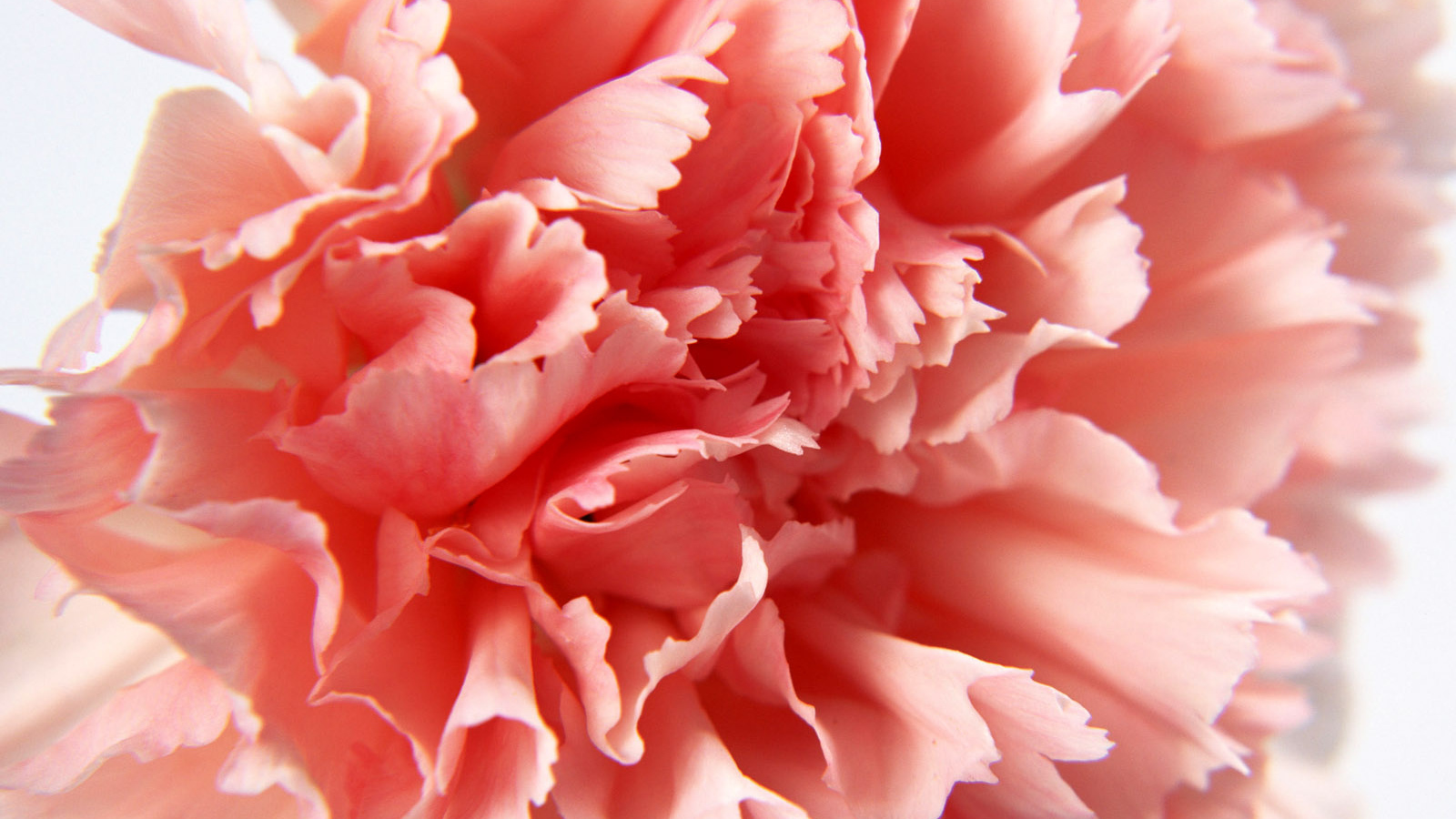 Макро-Гвоздика, Цветы