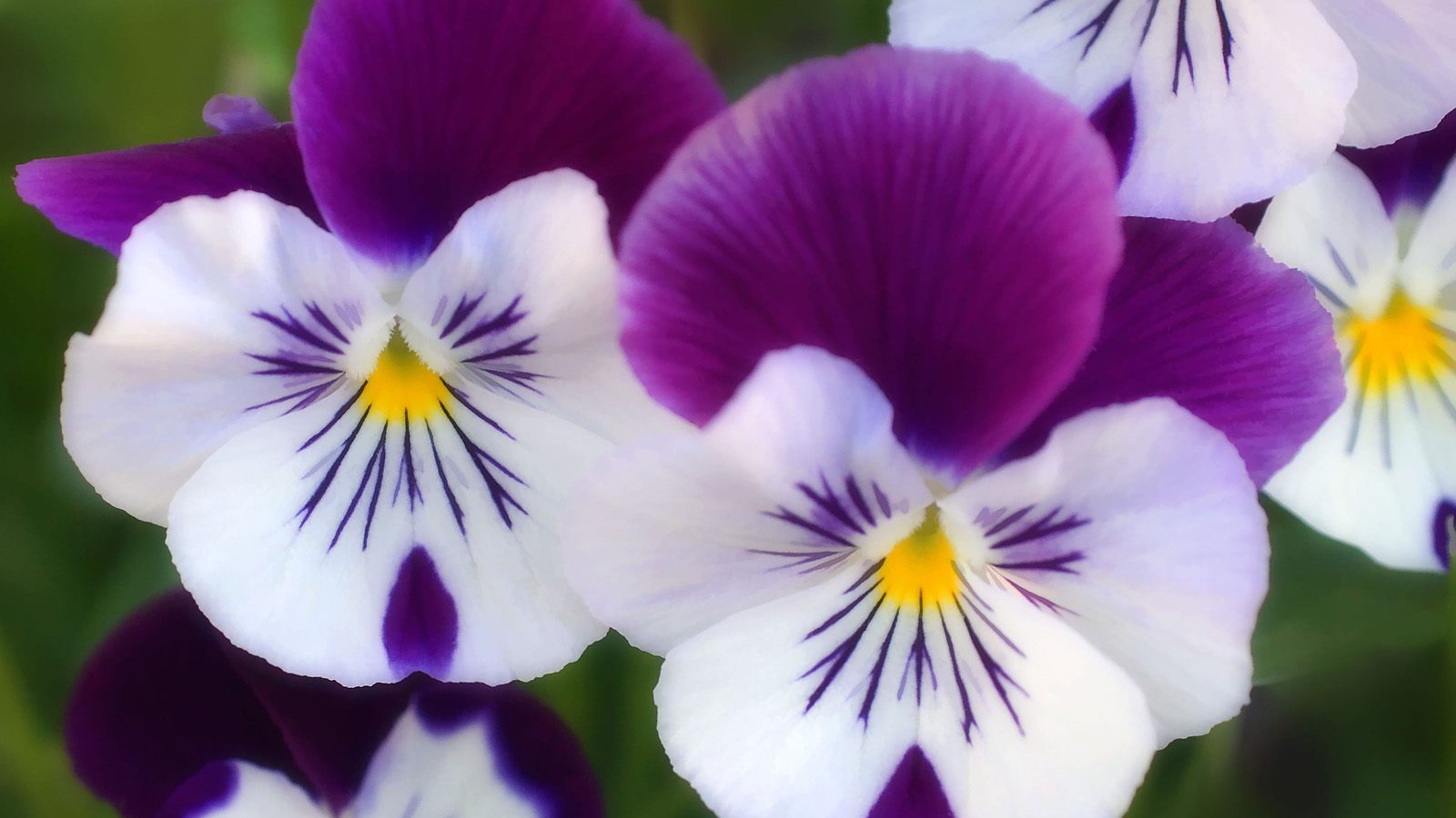 Цветы парка