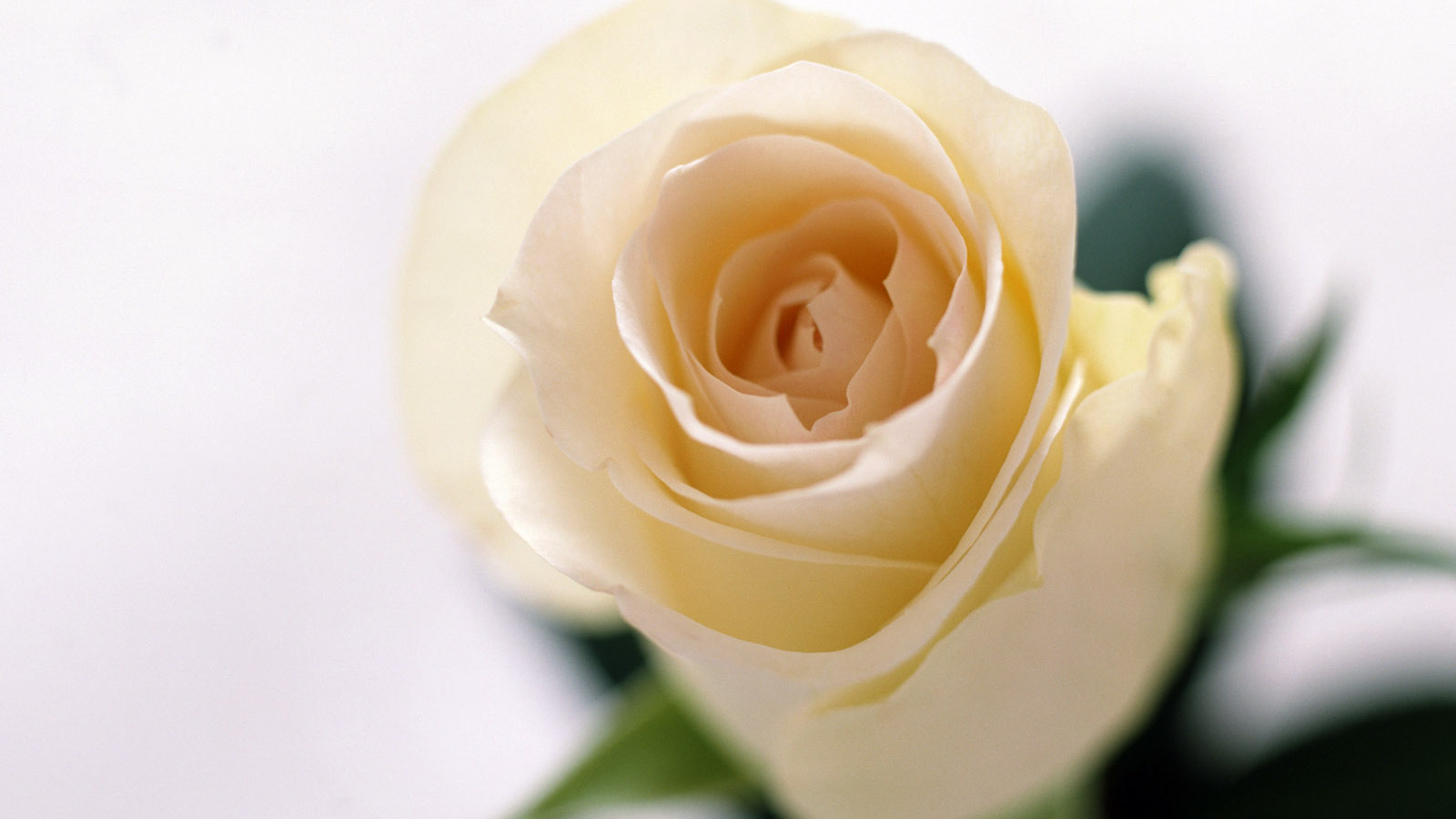 Запах роз, Цветы