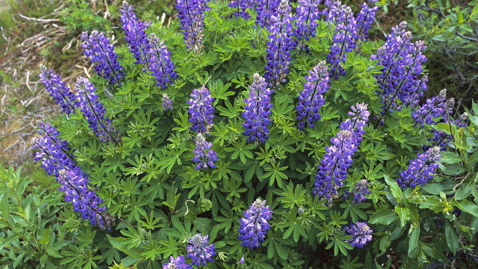 Королевский расцвет, Цветы