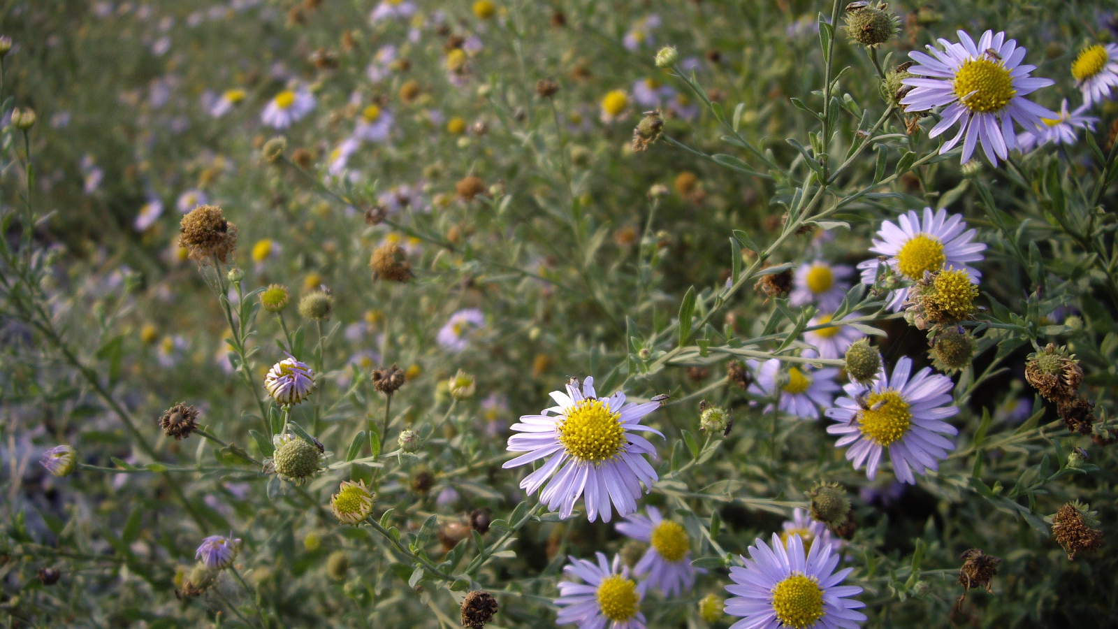 Маленькие Цветы