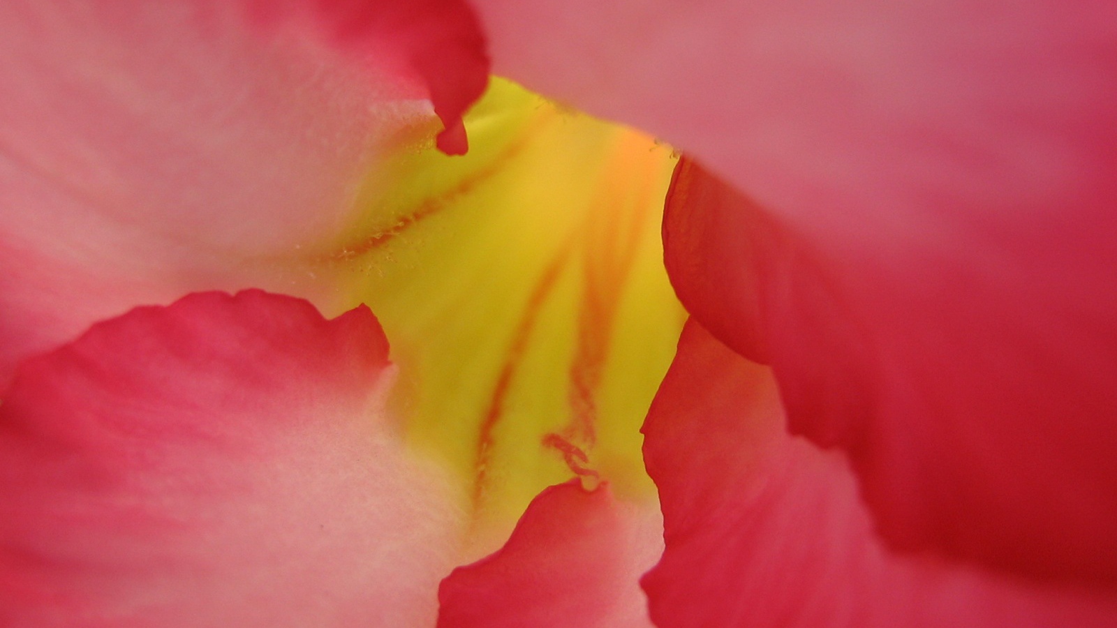 Под лепестками, Цветами