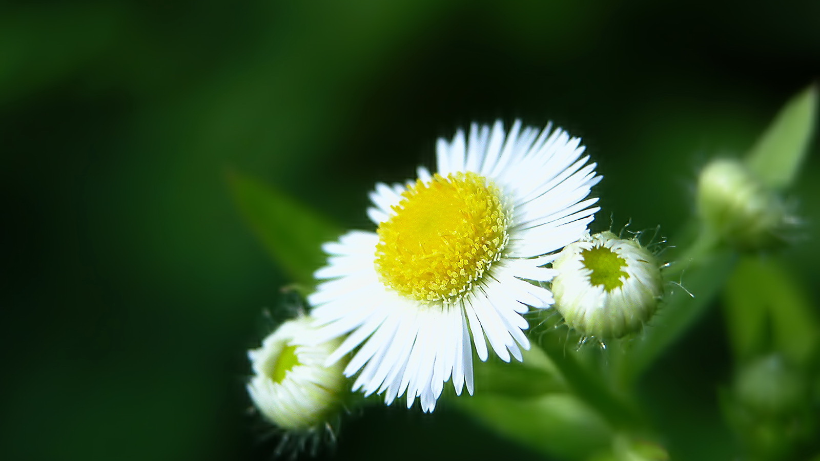 Белый цветок закрывается, Цветы