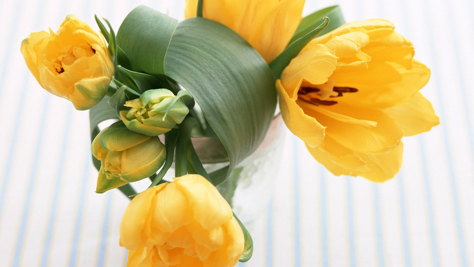 Желтые цветы