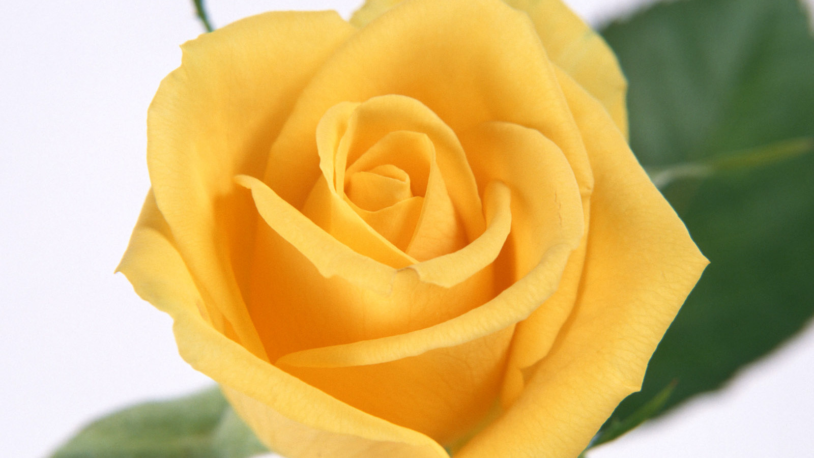 Желтые лепестки розы, Цветы