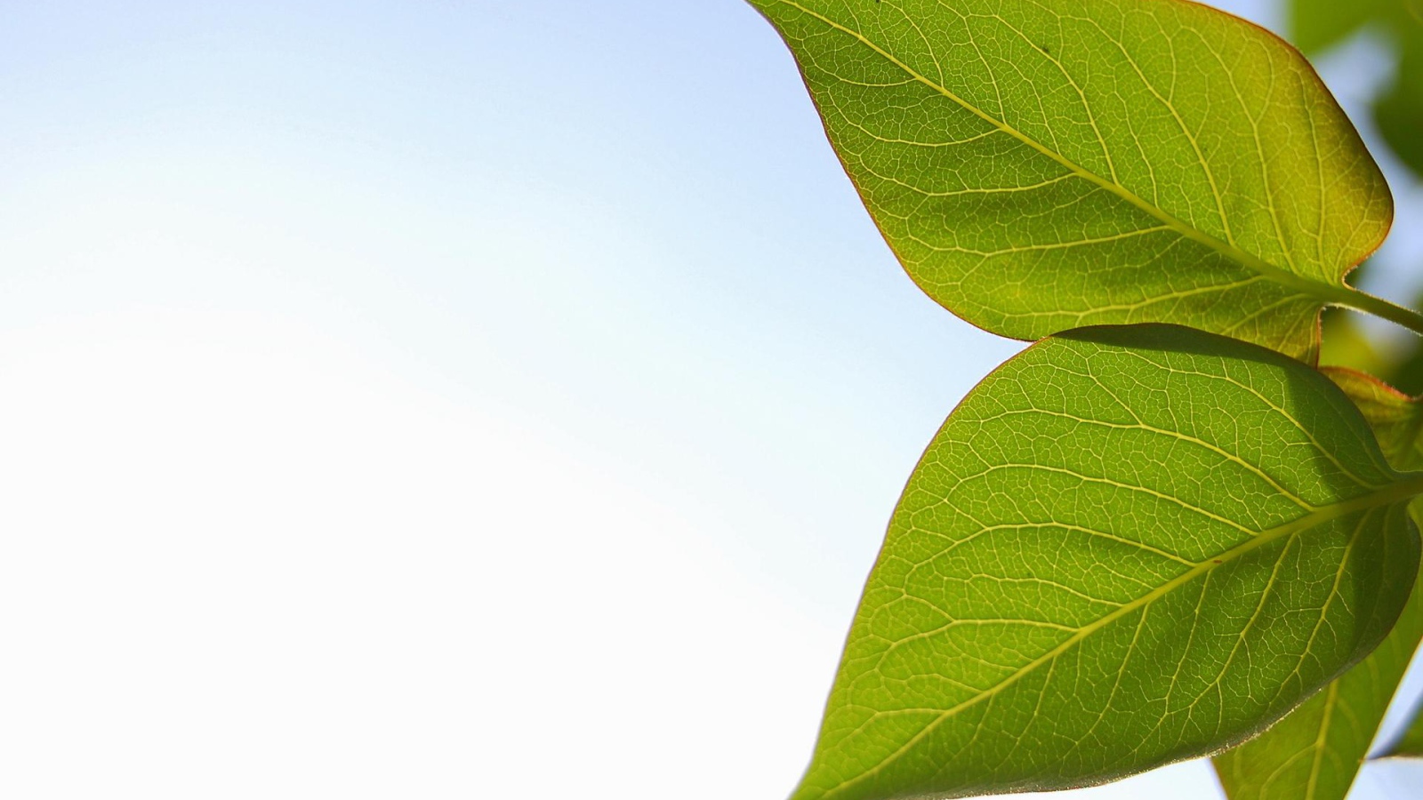 Весенние листья