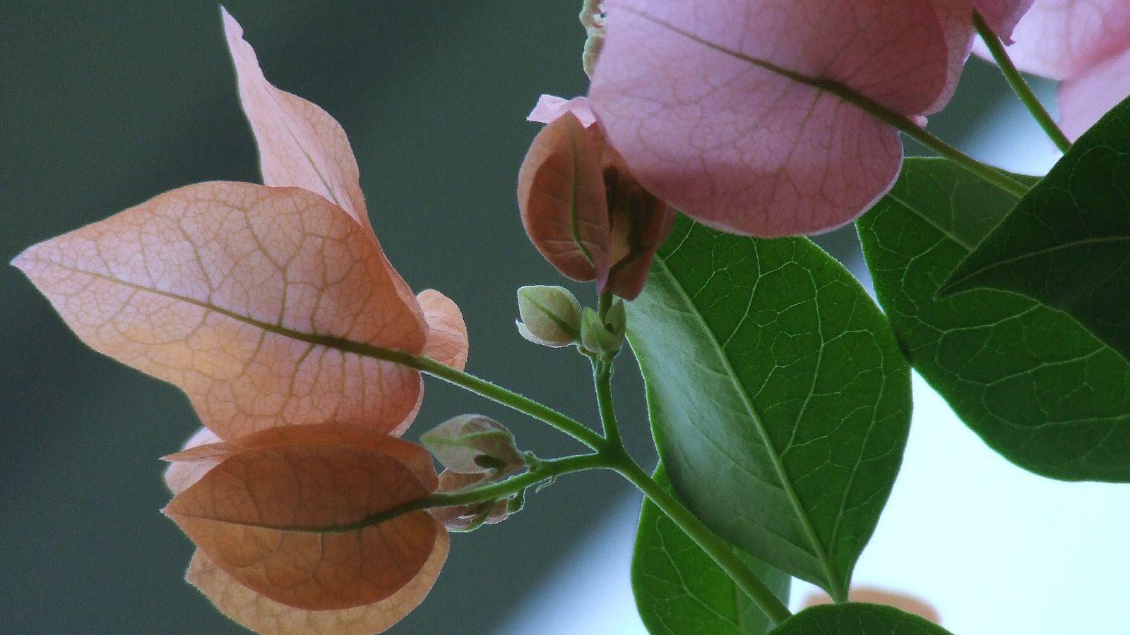 розовый зеленый цвет, Цветы