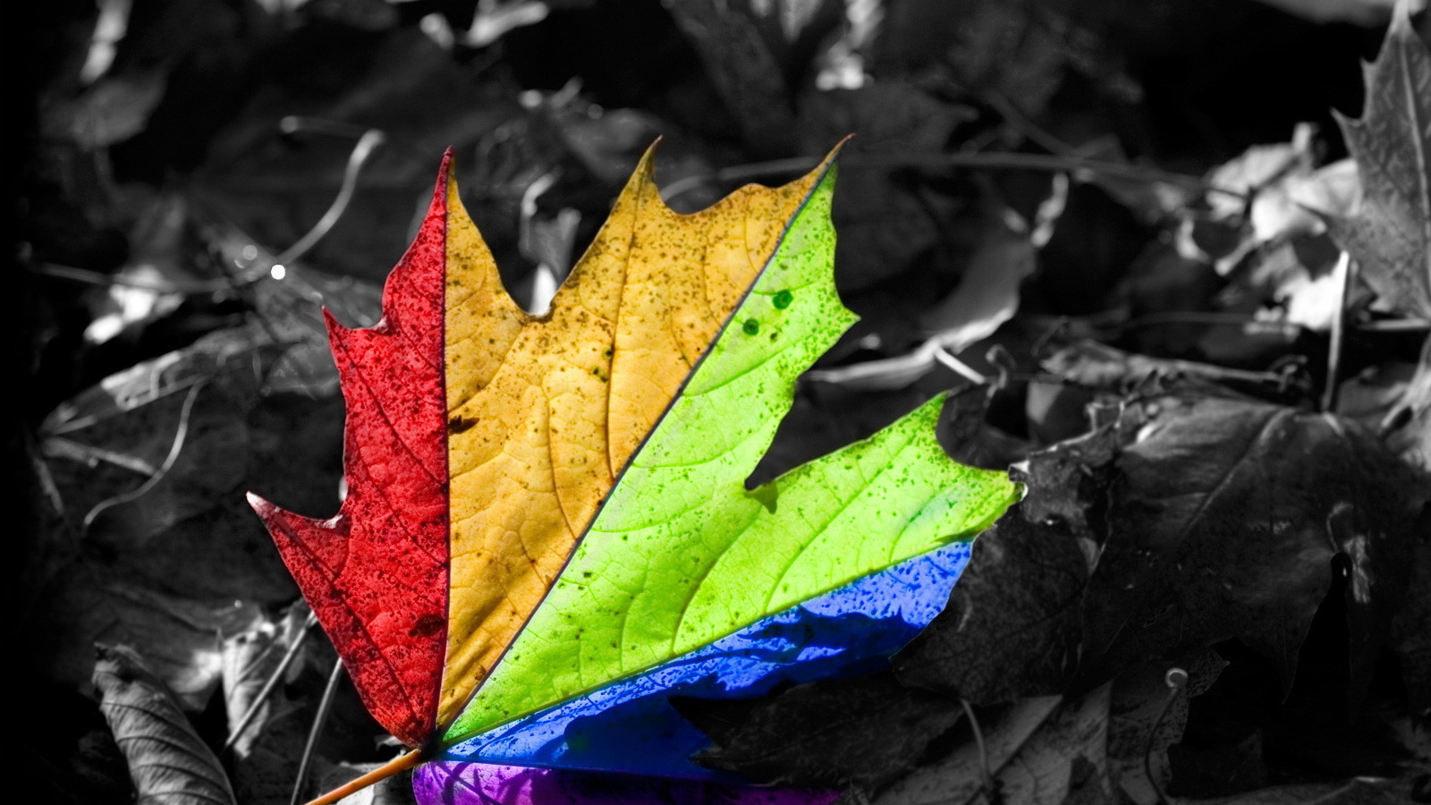 Кленовый лист