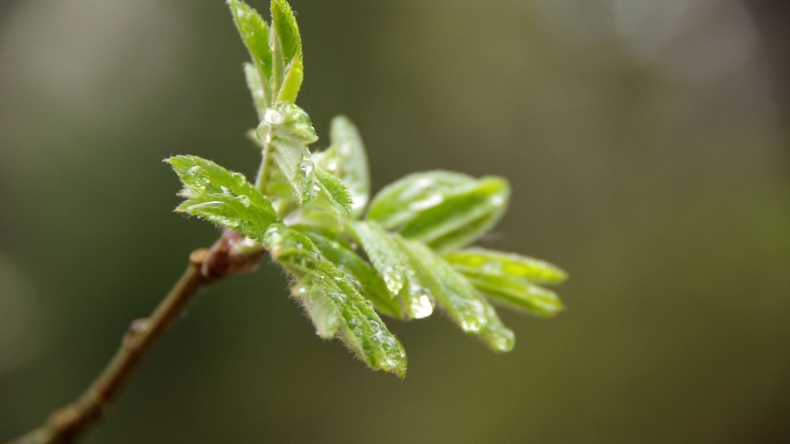 После дождя