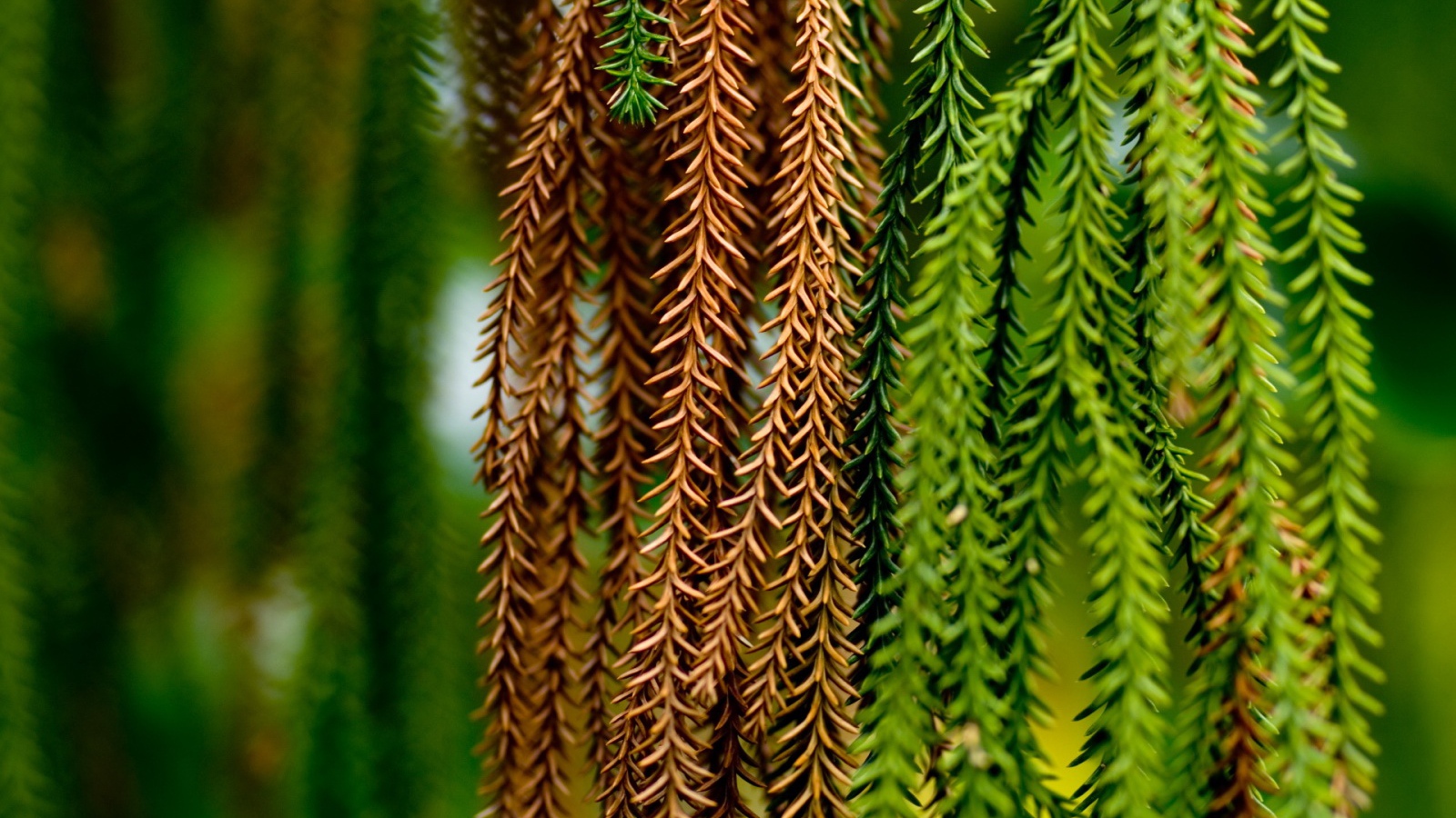 Альпинисты