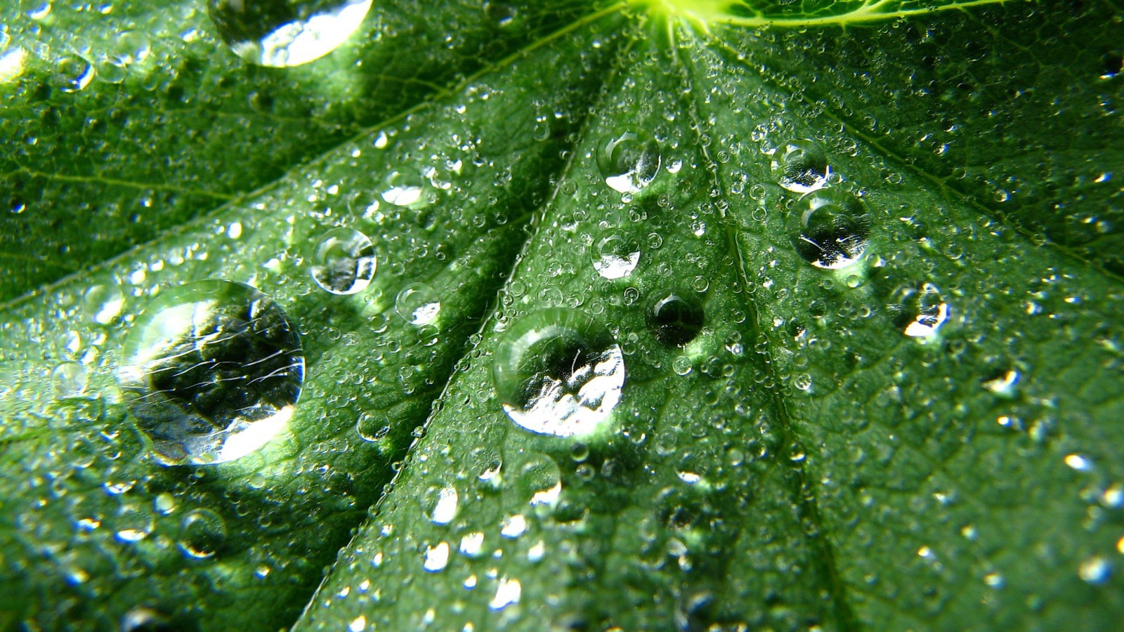 Зеленые капли