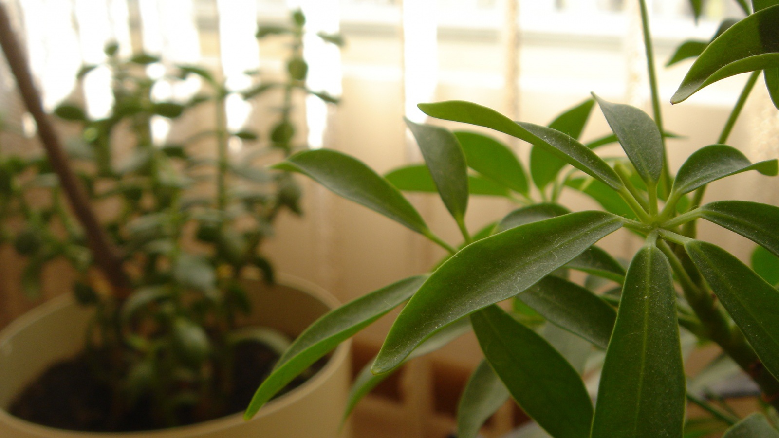 Зеленое растение