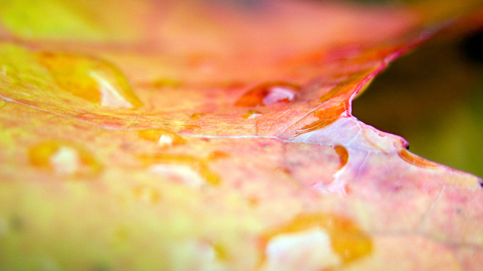 Эффекты листа