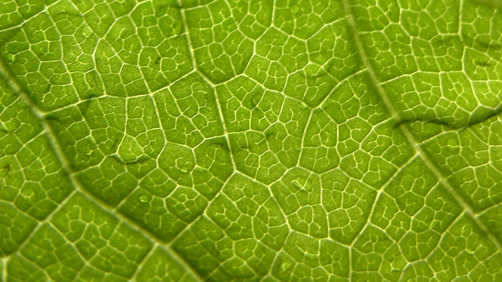 Волны листа