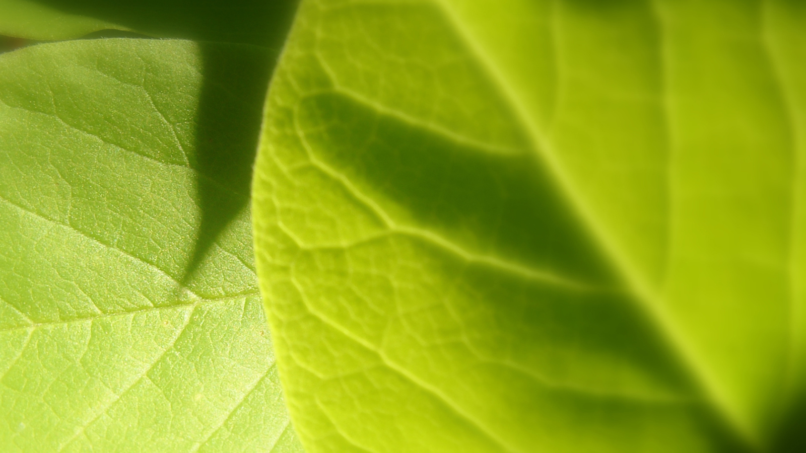 Светло-зеленый листик