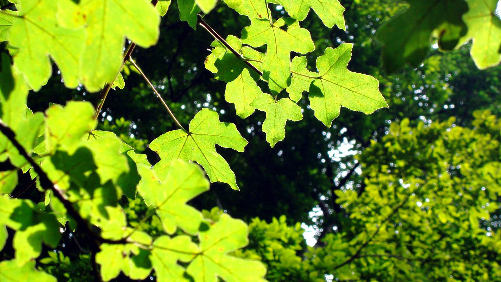 Светло-зеленые листья