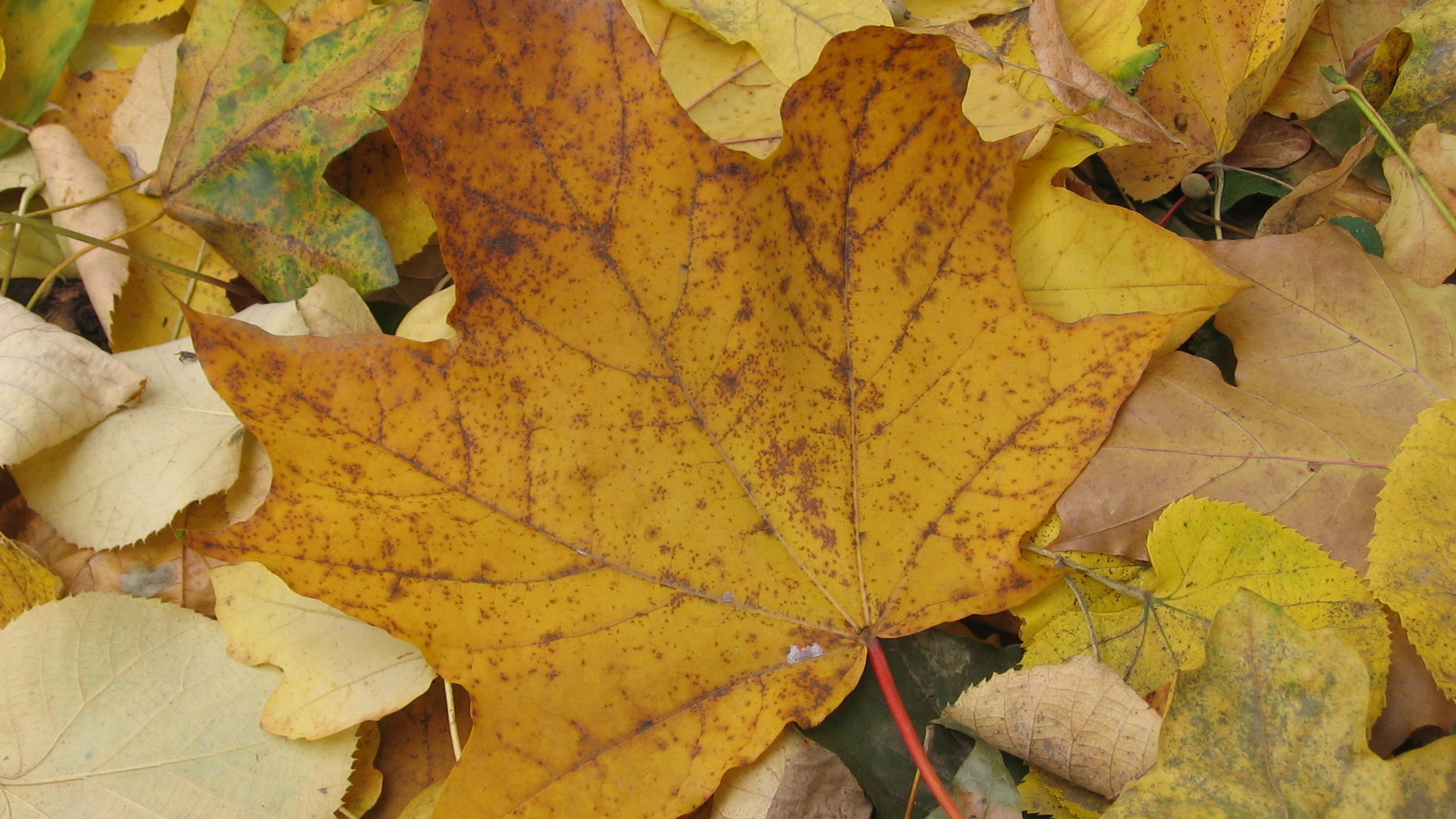 Старый Осенний лист