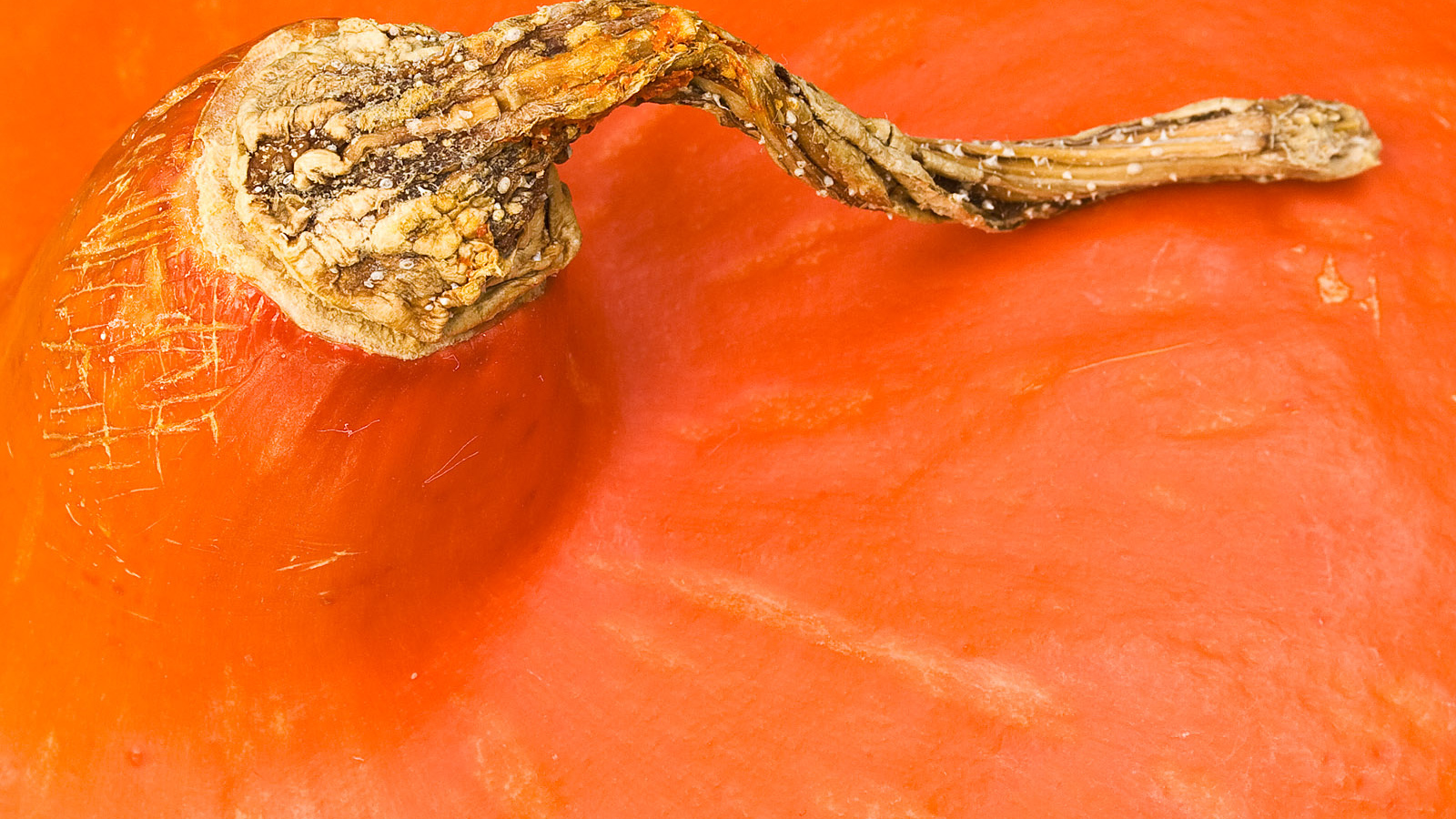 Оранжевая часть тыквы