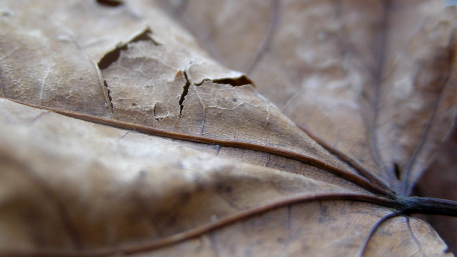 Проколотый коричневый лист
