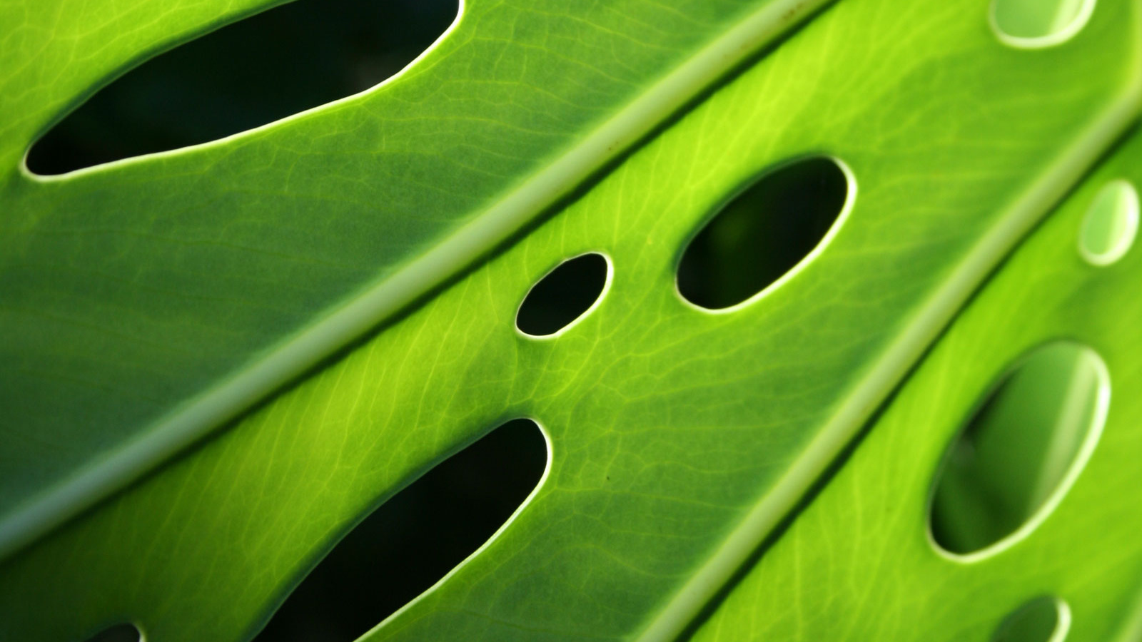 Проколотый лист