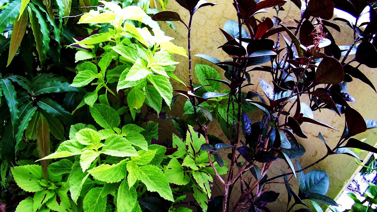 Три растения