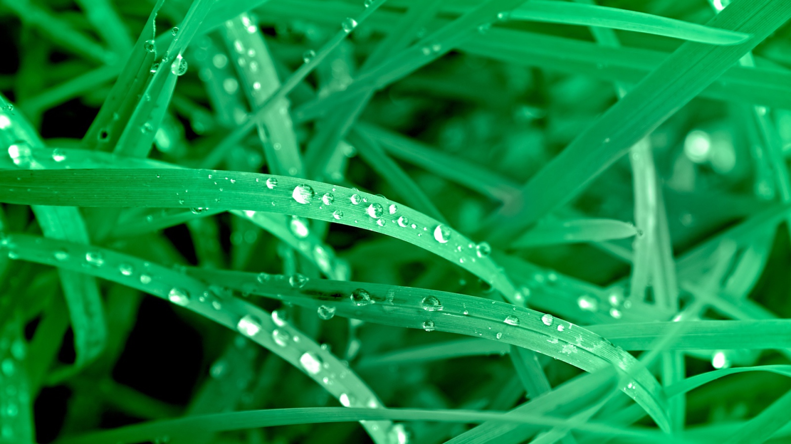 Яркие зеленые листья