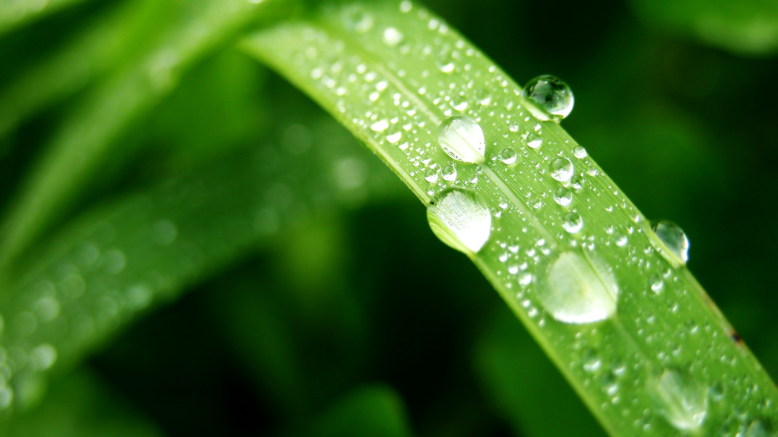 Влажный лист