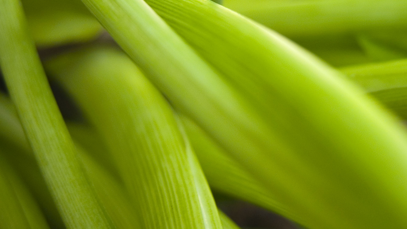 Широкие Светло-зеленые листья