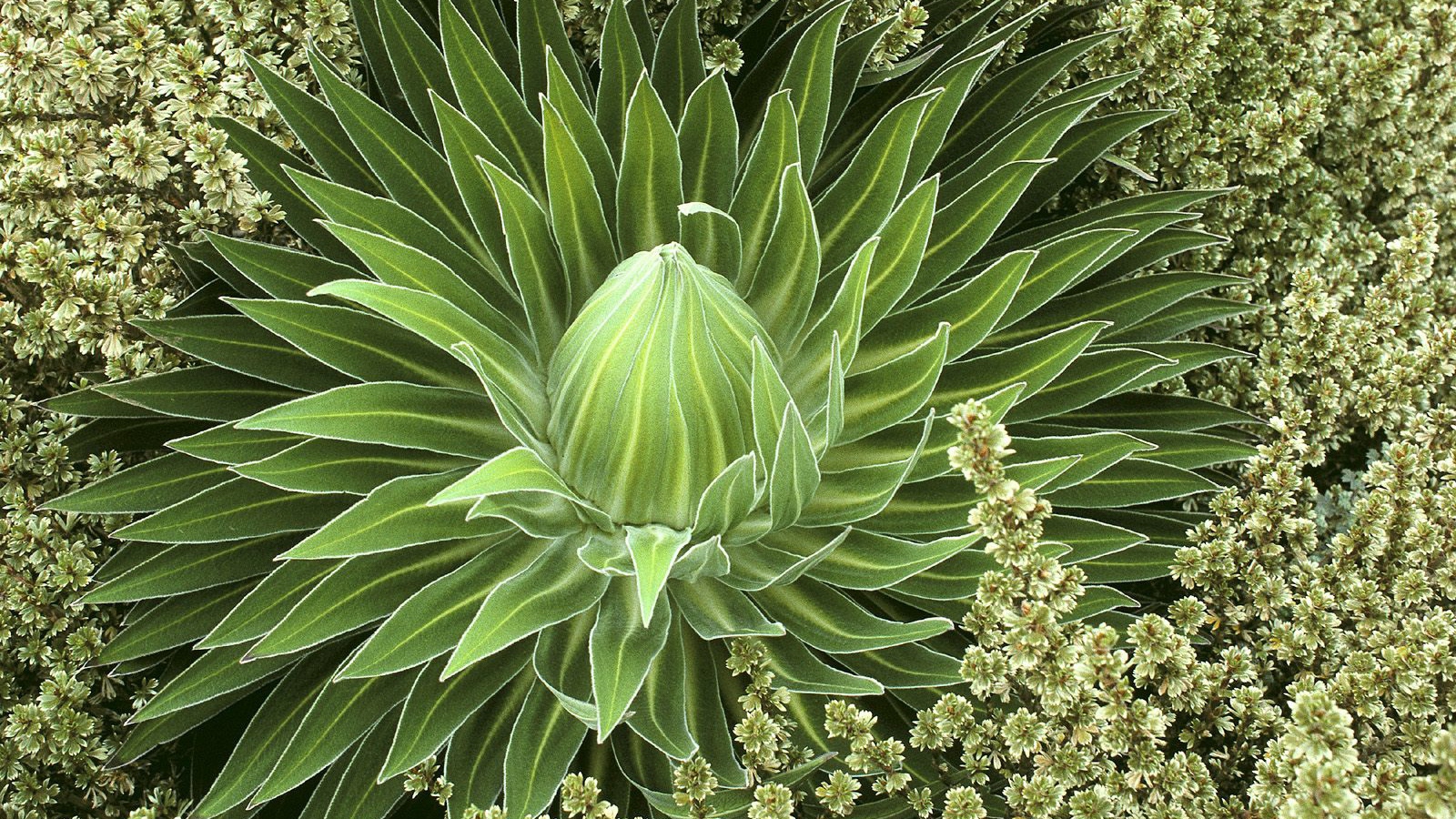 Дикое сочное растение