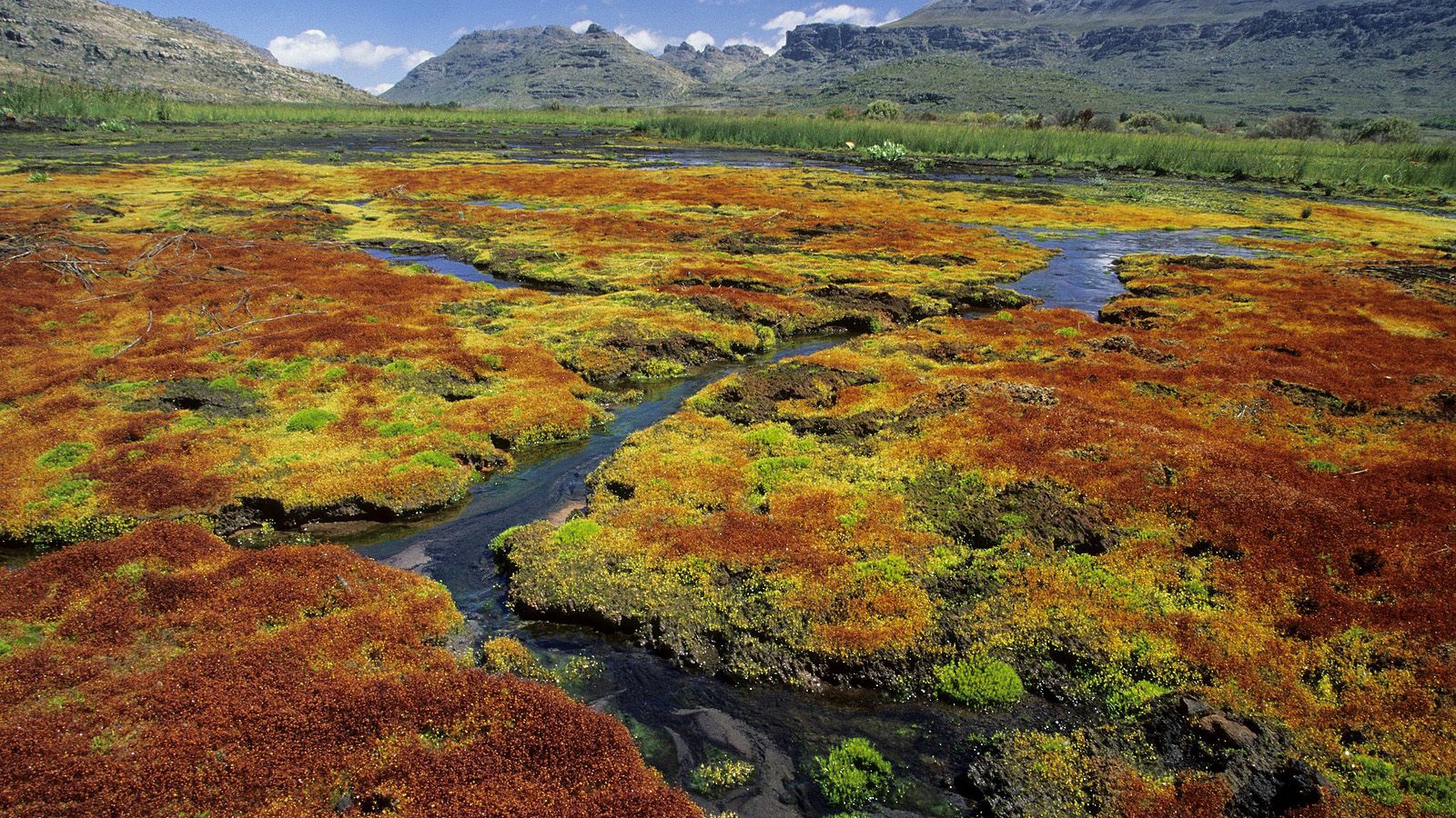 Красочные Мхи / Область Дикой местности Cedarberg / Северный Мыс / Южная Африка